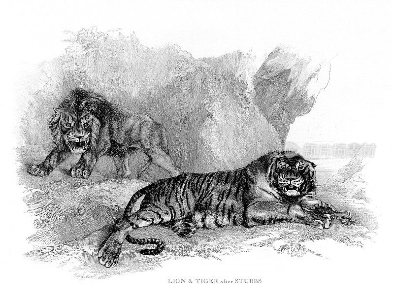 雄性非洲狮显示对老虎的支配地位雕刻插图