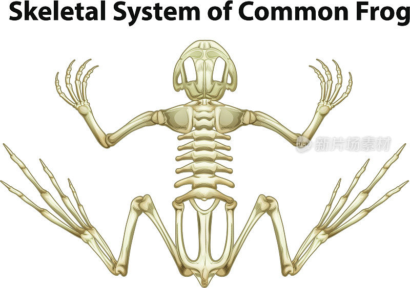普通青蛙的骨骼系统