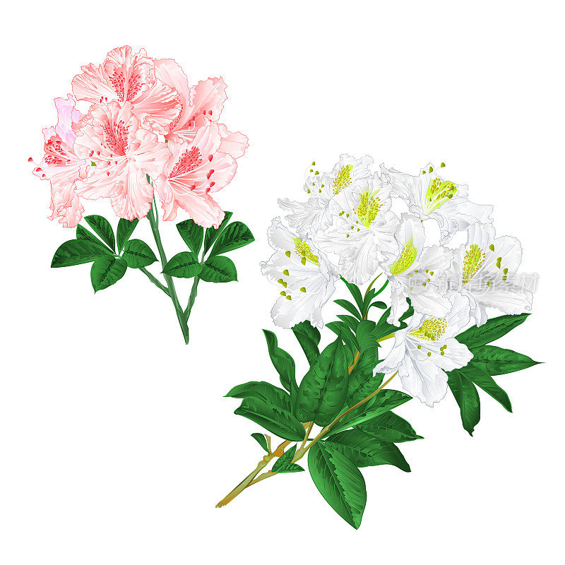 树枝上淡粉色和白色的花朵杜鹃花山地灌木，在白色背景上设置三个复古矢量插图可编辑