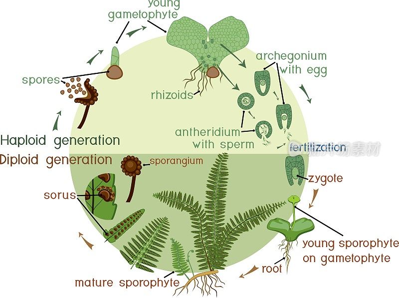 蕨类植物的生命周期。二倍体孢子体期和单倍体配子体期交替的植物生活史