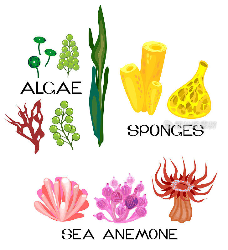 套不同种类的海葵、海绵、海藻在白色背景上