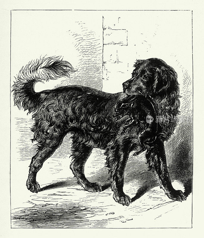 带着小狗的复古寻回犬，美国维多利亚时代版画，1882年