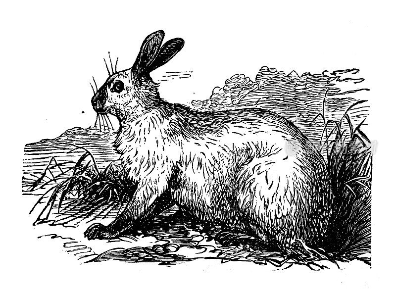 古董插图:喜马拉雅兔