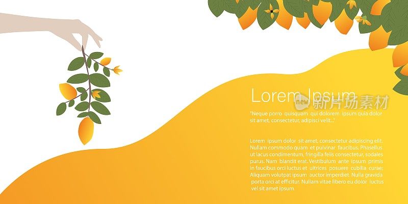 阳光水果，柠檬，橙子概念。手里拿着一根柠檬树枝。横幅，一个带有文本的网站模板。旅游矢量图则及
设计