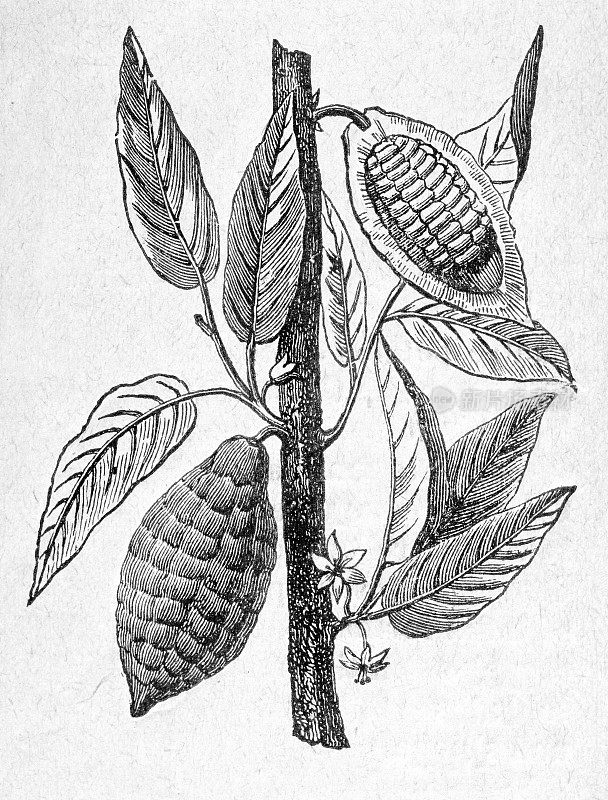 可可树与水果和豆类插图1886