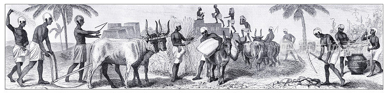 古埃及农民在麦田里与牛一起工作