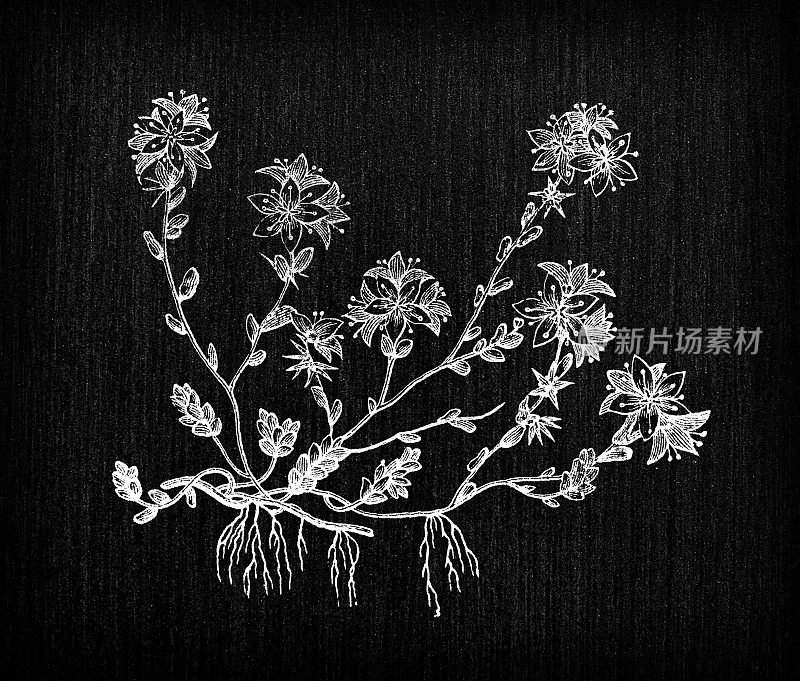 植物学植物古董雕刻插画:景天亩(金苔石谷、苔石谷)