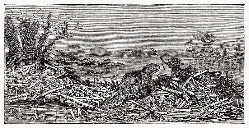 《海狸筑水坝》，木刻，出版于1889年