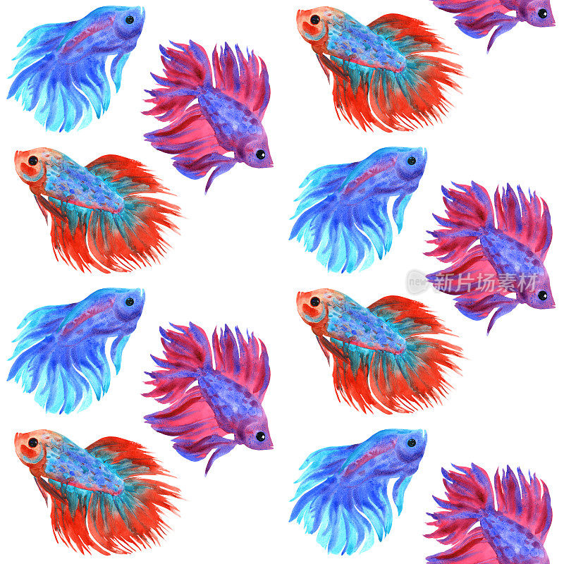 鱼战斗模式。美丽的五彩斑斓的一串红斗鱼。水彩插图。