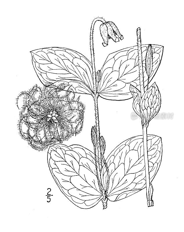 古植物学植物插图:铁线莲、铁线莲