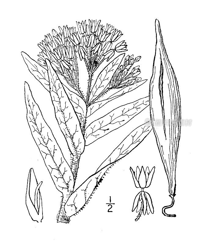 古植物学植物插图:白头翁、蝴蝶草、胸膜炎根