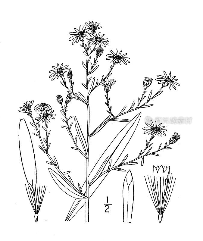 古植物学植物插图:紫菀、灌木紫菀