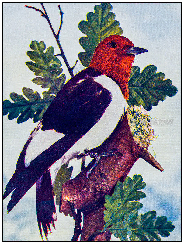 古董鸟类彩色图像:红头啄木鸟
