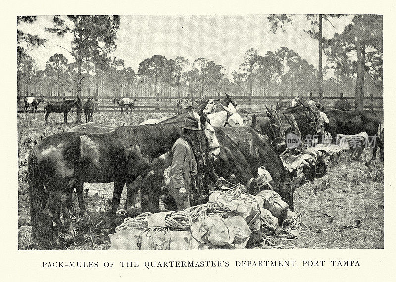 美国陆军军需品部门的驮骡，坦帕港，美西战争时期，1890年，19世纪