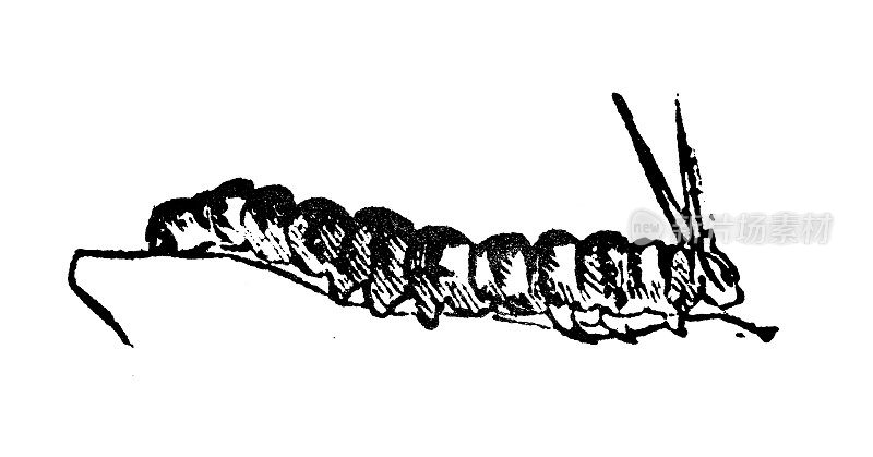 古董雕刻插图:毛毛虫