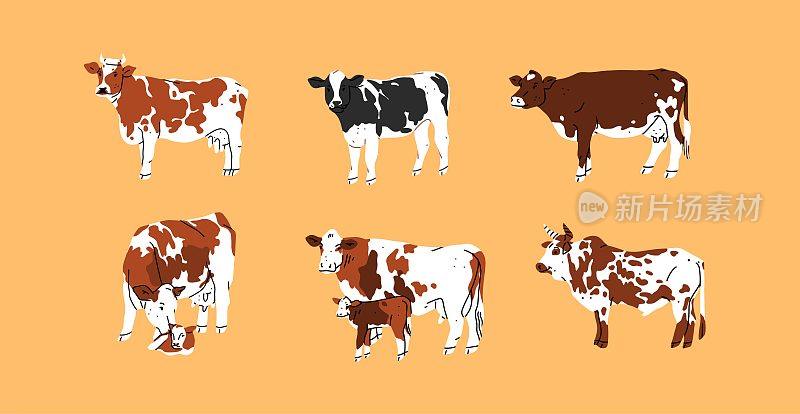 手绘抽象矢量剪贴画插图集合集棕色可爱可爱，程式化的奶牛字符。时髦的现代艺术设计理念。矢量卡通农场动物符号。卡通牛动物。