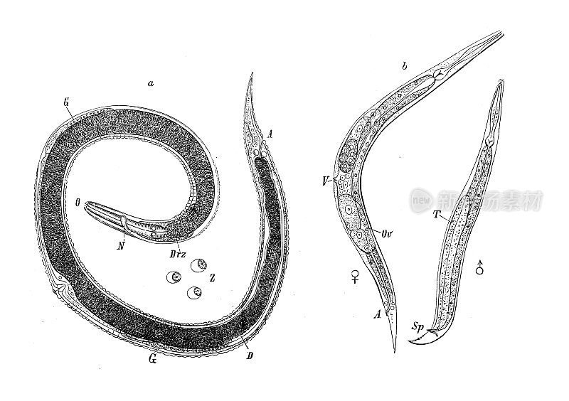 仿古生物动物学图像:黑斑横纹肌、横纹肌