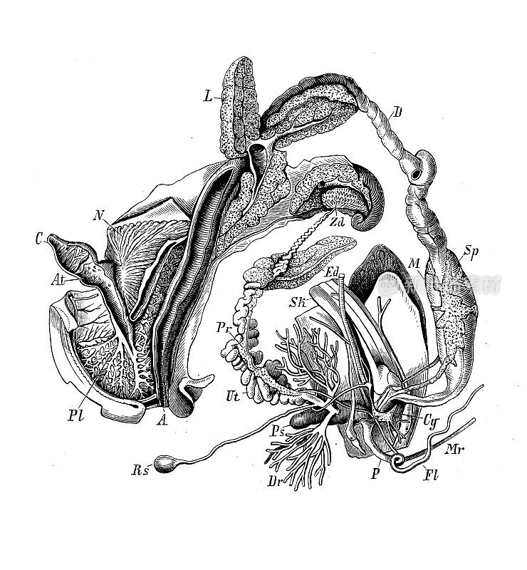 古董生物动物学图像:螺旋藻、蜗牛