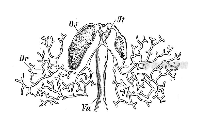 古董生物动物学图像:葡萄食蚁兽