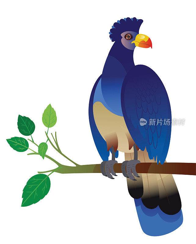 大蓝Turaco