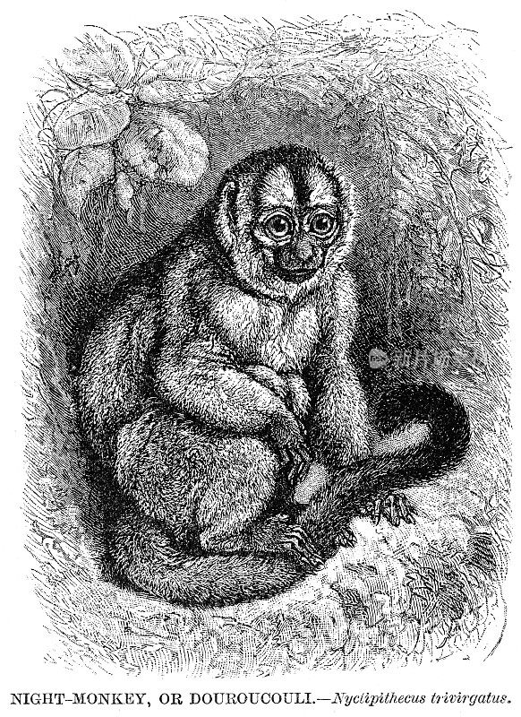 夜猴雕刻插图1892年