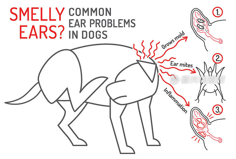 耳螨、霉菌生长、发炎。狗常见的耳朵问题。