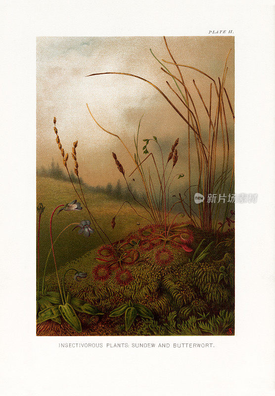 植物自然史，维多利亚植物学插图，1897年，食虫植物，Sundew和Butterwort