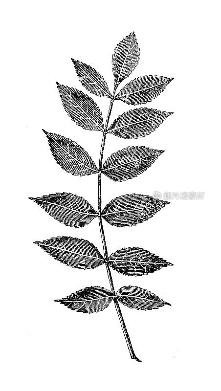 古代植物学插图:白蜡树、白蜡树