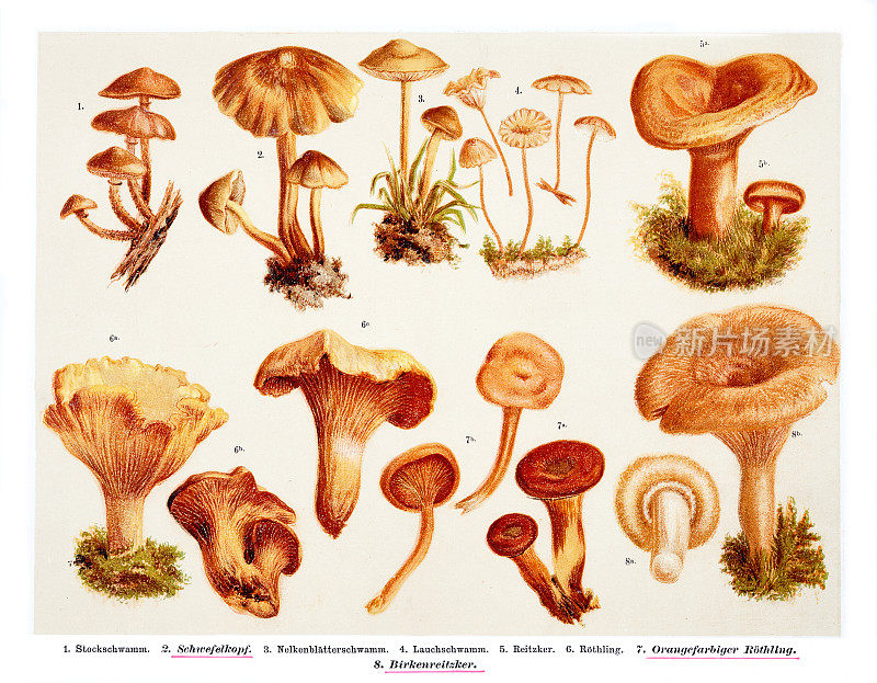 蘑菇和海绵，概述图片