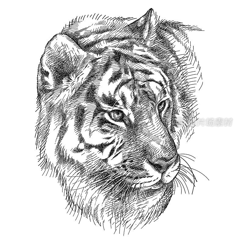 手绘图形素描的西伯利亚或黑龙江老虎肖像在黑色孤立在白色的背景。