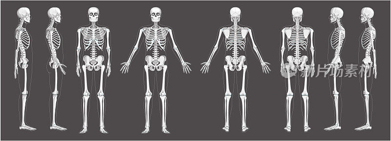 人体前后侧视图，有两条手臂，包括腹侧视图、侧视图和背侧视图。一组在白色背景上隔离的灰度平面现实概念的解剖向量插图