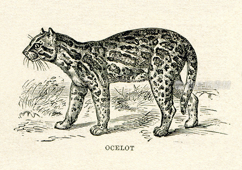 豹猫画1896年
