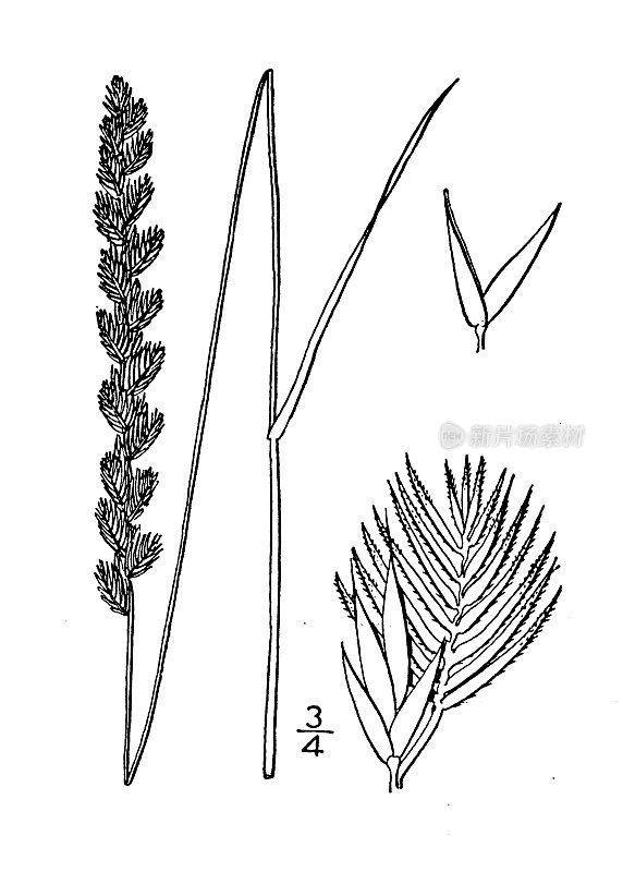 古植物学植物插图:犬齿草、狗尾草