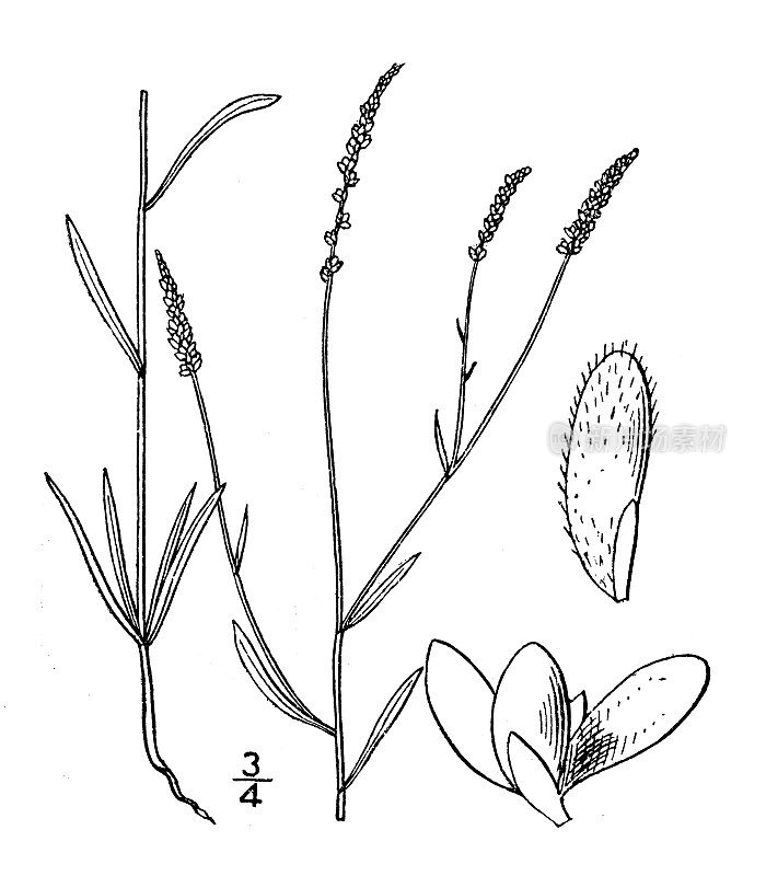 古植物学植物插图:远志，松加乳汁