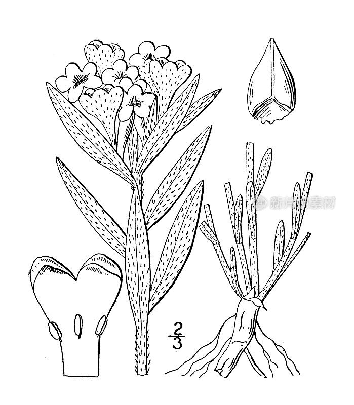 古植物学植物插图:紫草、白草