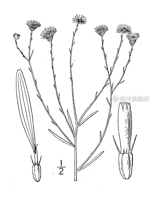 古植物学植物插图:白花草、圆锥草