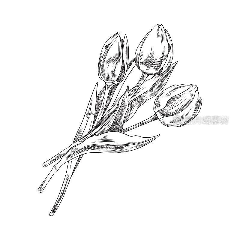郁金香花束手绘花，素描矢量插图孤立在白色背景。