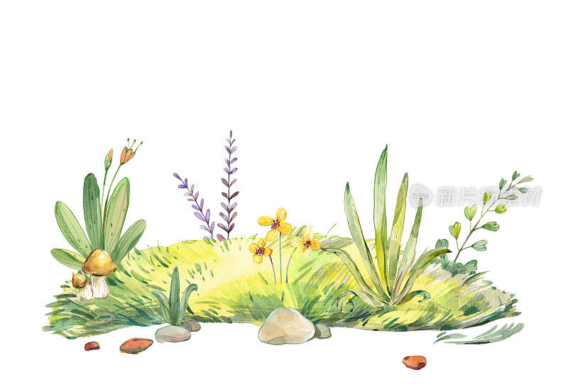 水彩草甸插图。自然夏季风景草甸与绿色的草，植物和鲜花，石头和蘑菇