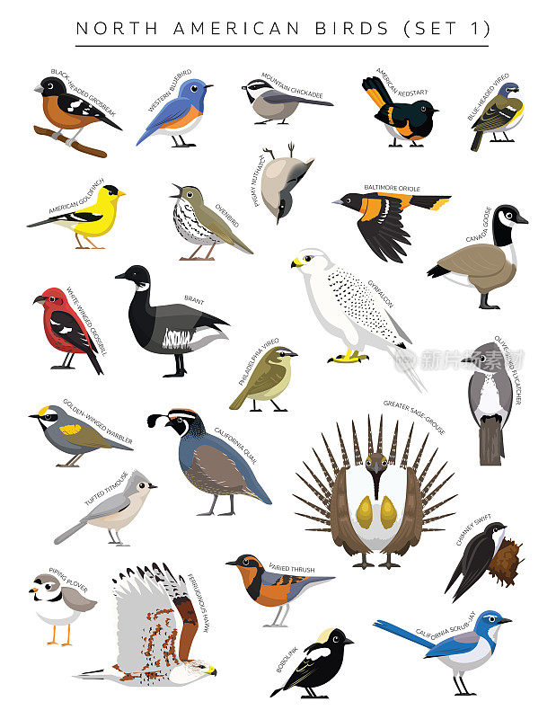 北美鸟类集卡通矢量字符1