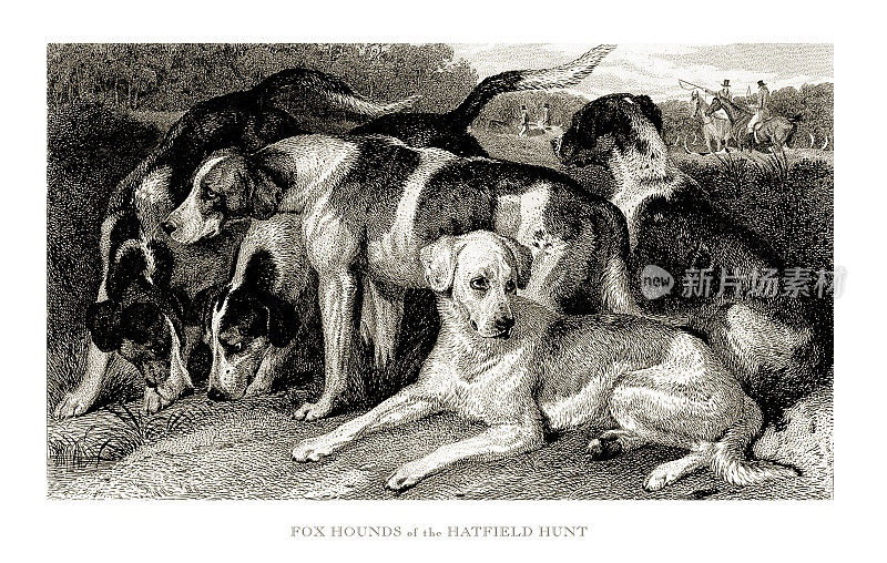 狐狸猎犬，古董雕刻，哈特菲尔德狩猎的狐狸猎犬雕刻插图