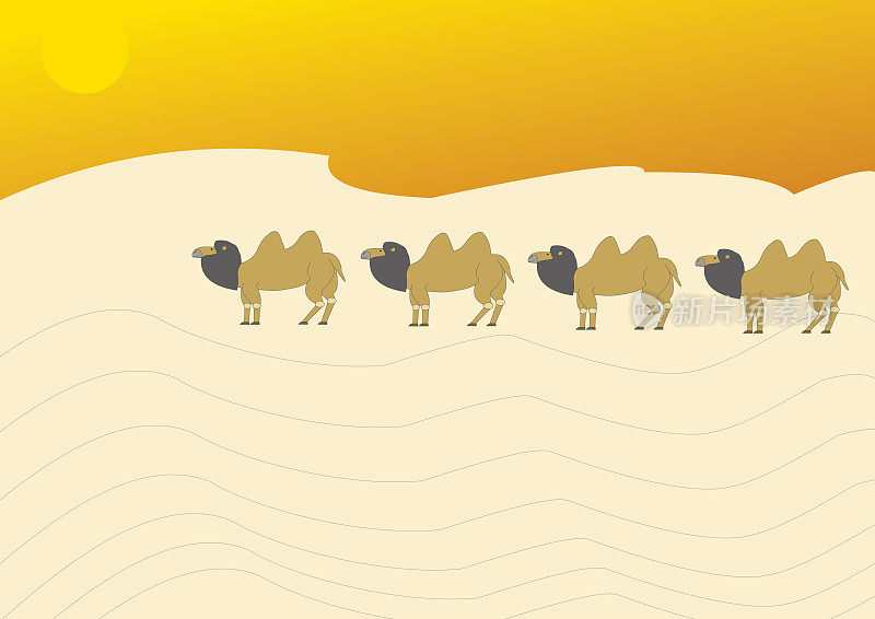 撒哈拉沙漠的骆驼群