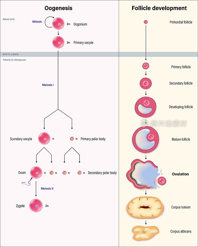 卵发生和卵泡发育示意图。细胞分裂。人类生殖系统。