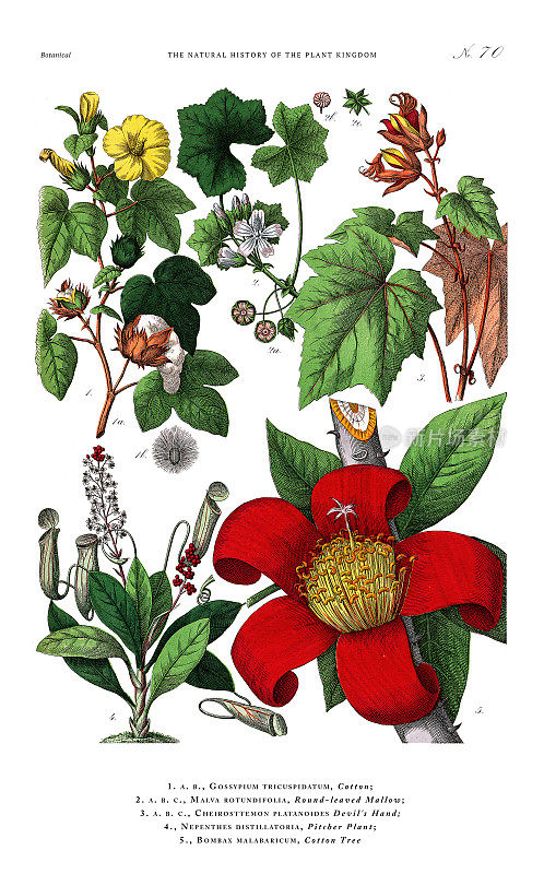 古董植物雕刻，植物王国的历史，维多利亚植物插图，板70，大约1853年