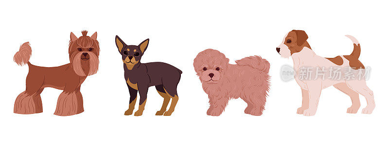 卡通装饰狗。可爱的小约克夏梗，玩具梗，比雄犬和杰克罗素梗小狗。快乐家庭宠物平面矢量插图集