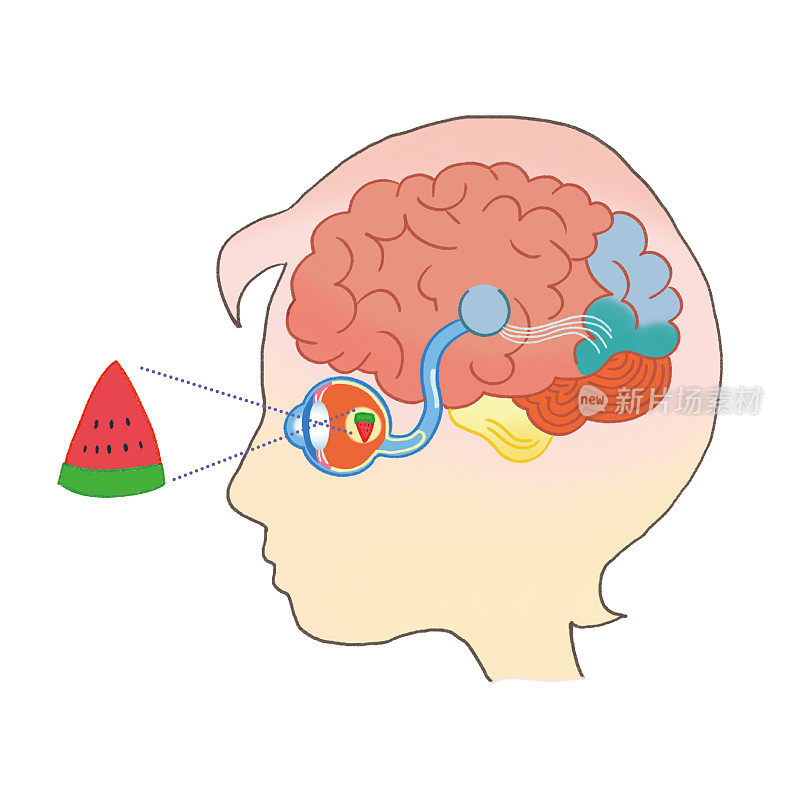 当看到一个物体时，大脑运动的图像描述