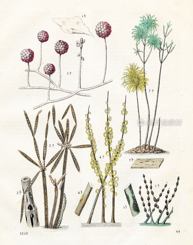霉菌植物:画家的画笔，蜘蛛网霉菌，面粉螨，黑腐-非常罕见的盘子从“世界之书”1859年