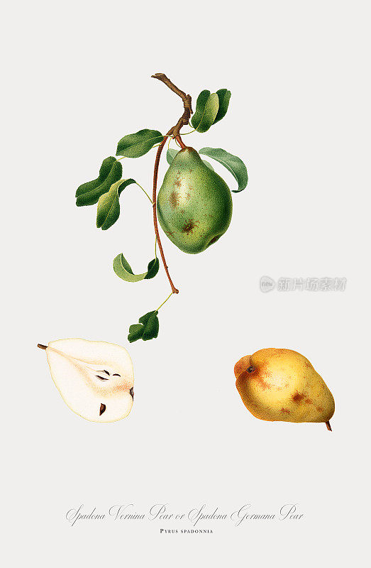 梨，植物插图，大约1817年
