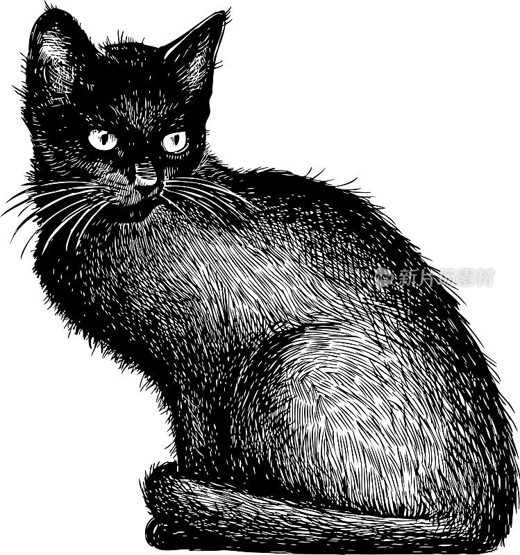 一只黑猫的素描