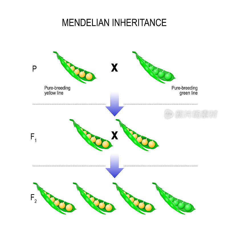 孟德尔遗传。孟德尔定律的模型。