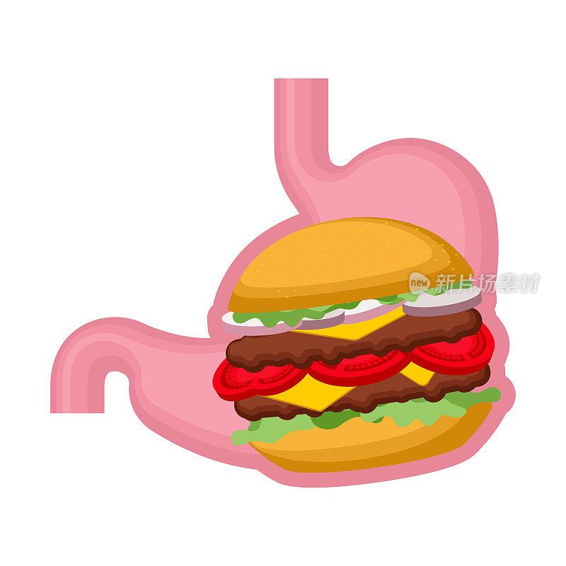 汉堡在肚子上。腹部和汉堡包。沉重的腹部。内脏舒展开来。快餐不好的食物。矢量图